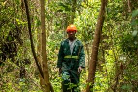 Namibie forestier carré