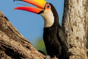 Toucan carré