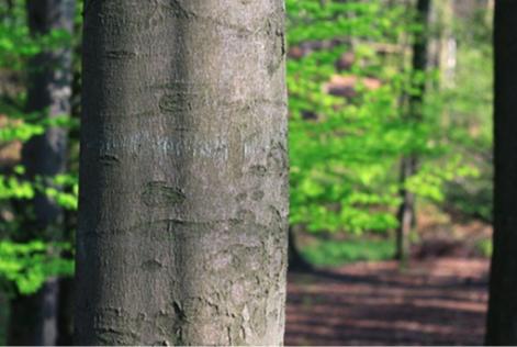 Ressourcebewertung Holz