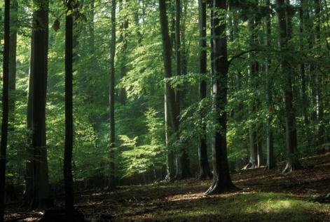 FSC Forest in Czech Republic