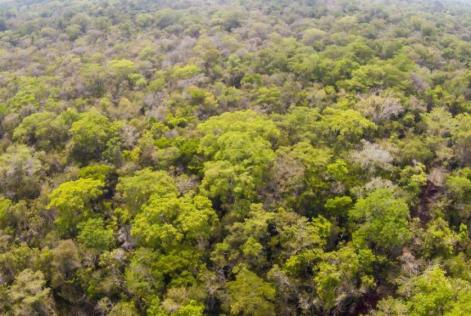 Carmelita forest aerial view