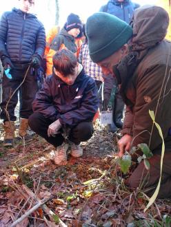 Plantation Kronospan 11