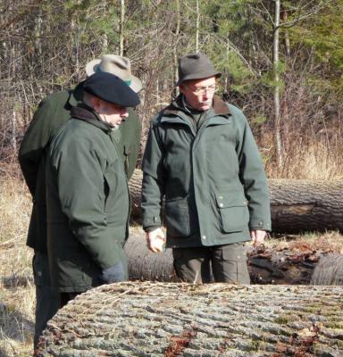 Forestiers regardand un tronc