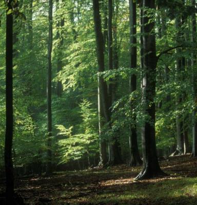 FSC Forest in Czech Republic